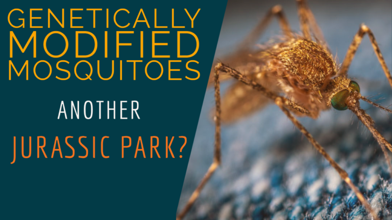 Oxitec GMO Mosquitoes Will get Approval within the USA